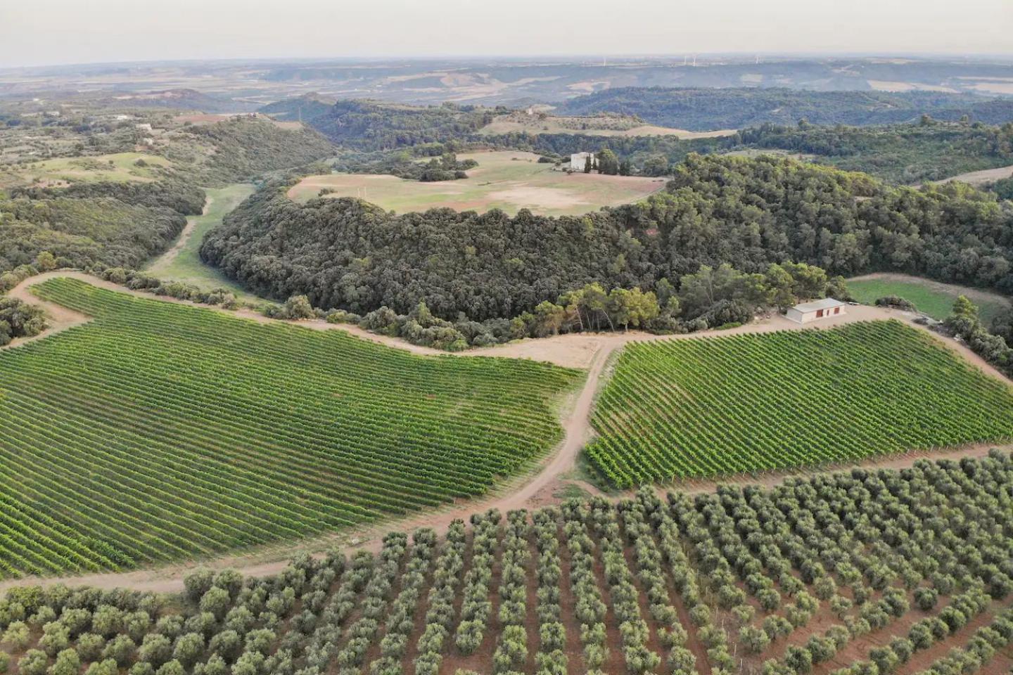 La Volpe E L'Uva Dimore Montescaglioso Exterior photo